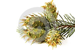 Christmas decoration - bunch of Douglas fir tree with cones isolated on white background