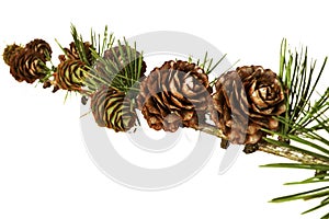 Christmas decoration - bunch of european larch tree Larix with