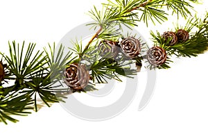 Christmas decoration - bunch of european larch tree Larix with