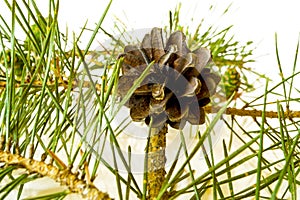 Christmas decoration - bunch of pine tree with cones isolated on