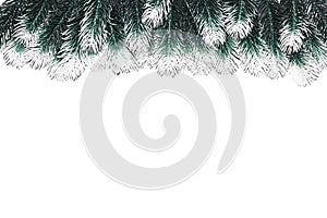 Christmas decoration fir tree branches with snow on white background