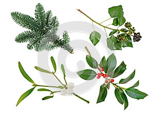 Christmas decoration plants set isolated on white. Transparent png additional format photo