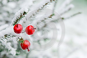 Christmas decoration red large winter berries on a snow-covered branch. Christmas tree toy on the branches of a spruce covered