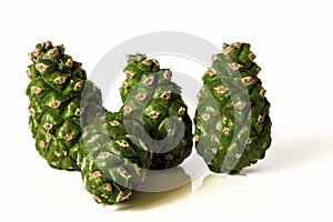 Christmas decoration - young green pine cones isolated on white