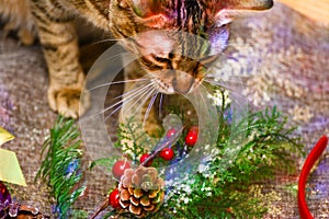 Christmas kitty decorations