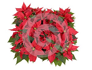 Christmas Decorations - Red Poinsettia