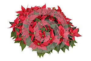 Christmas Decorations - Red Poinsettia