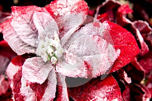 Christmas decorations - red and white Poinsettia