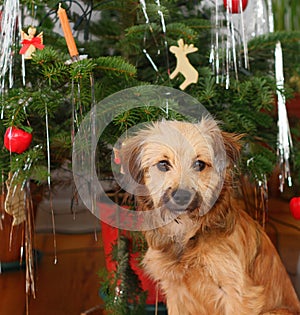 Christmas dog