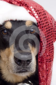 Christmas dog photo