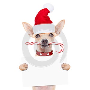 Christmas dog as santa claus