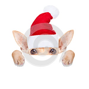 Christmas dog as santa claus