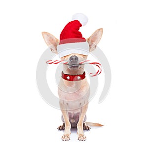 Christmas dog as santa claus