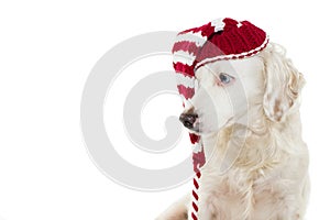 CHRISTMAS DOG BANNER. CUTE PUPPY WITH BLUE EYES WEARING A STRIPE