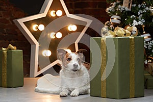 christmas dog. jack russell in a festive home interior. holidays with a pet