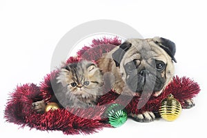 Christmas dog and kittens
