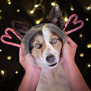 Christmas dog with loving hands