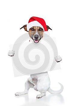 Christmas dog placeholder photo