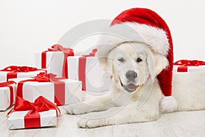 Christmas Dog with Present Gift Box, White Retriever, Santa Hat