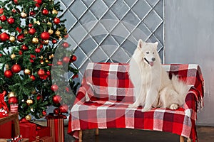 Christmas dog The samoyed in studio