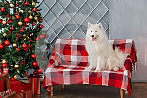 Christmas dog The samoyed in studio