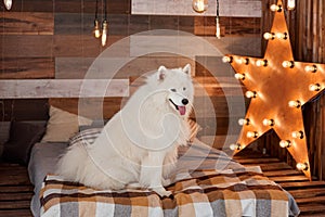 Christmas dog The samoyed in studio