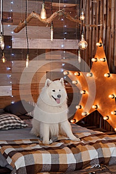 Christmas dog The samoyed in studio