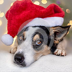 Christmas dog with Santa hat