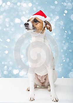 Christmas dog in santa hat