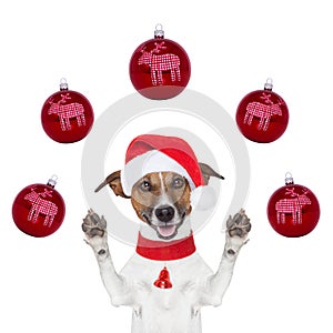 Christmas dog with santa hat and balls