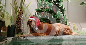 Christmas dog in a Santa hat lies by the pool. Christmas in summer by the pool.