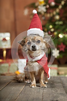Christmas dog with stocking cap