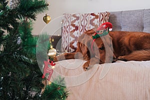 Christmas dog wearing a Santa Claus hat. In the foreground is a Christmas tree.