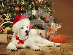 Christmas dog, white puppy retriever in santa hat, xmas tree