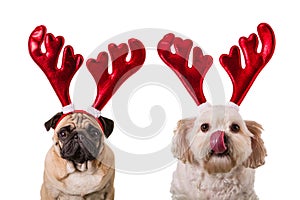 Christmas dogs with deer antlers