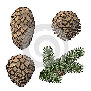 Christmas elements with fir beuncher and on white background. Xmas decorations. Vector eps10 illustration