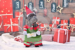 Christmas elf dog. French Bulldog wearing funny traditional christmas elf costume with arms holding present and Santa hat in front