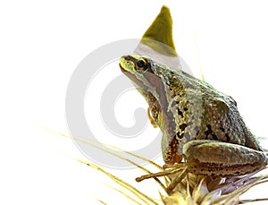 Christmas Elf Tree Frog Sitting on Stalk of Wheat