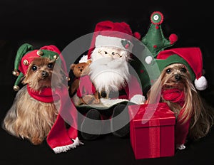 Christmas elf yorkshire terrier dogs