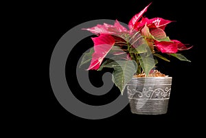 Christmas Eve Flower on black background