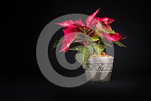 Christmas Eve Flower on black background