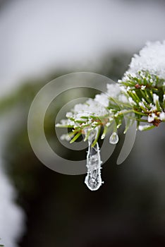 Christmas evergreen pine tree covered with fresh snow