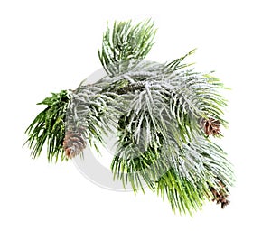 Christmas evergreen spruce tree