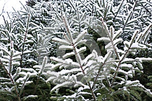 Christmas evergreen spruce tree with fresh snow on white