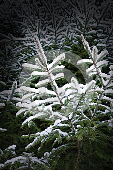 Christmas evergreen spruce tree with fresh snow on white