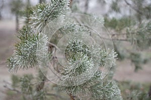 Christmas evergreen spruce tree with frost on white, holiday background