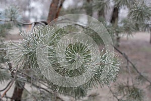 Christmas evergreen spruce tree with frost on white, holiday background