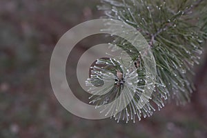 Christmas evergreen spruce tree with frost on white, holiday background