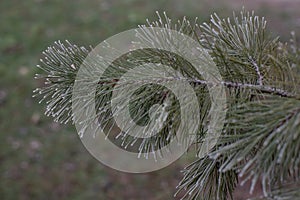 Christmas evergreen spruce tree with frost on white, holiday background