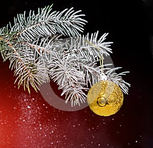 Christmas evergreen spruce tree with snow and gold glass ball.